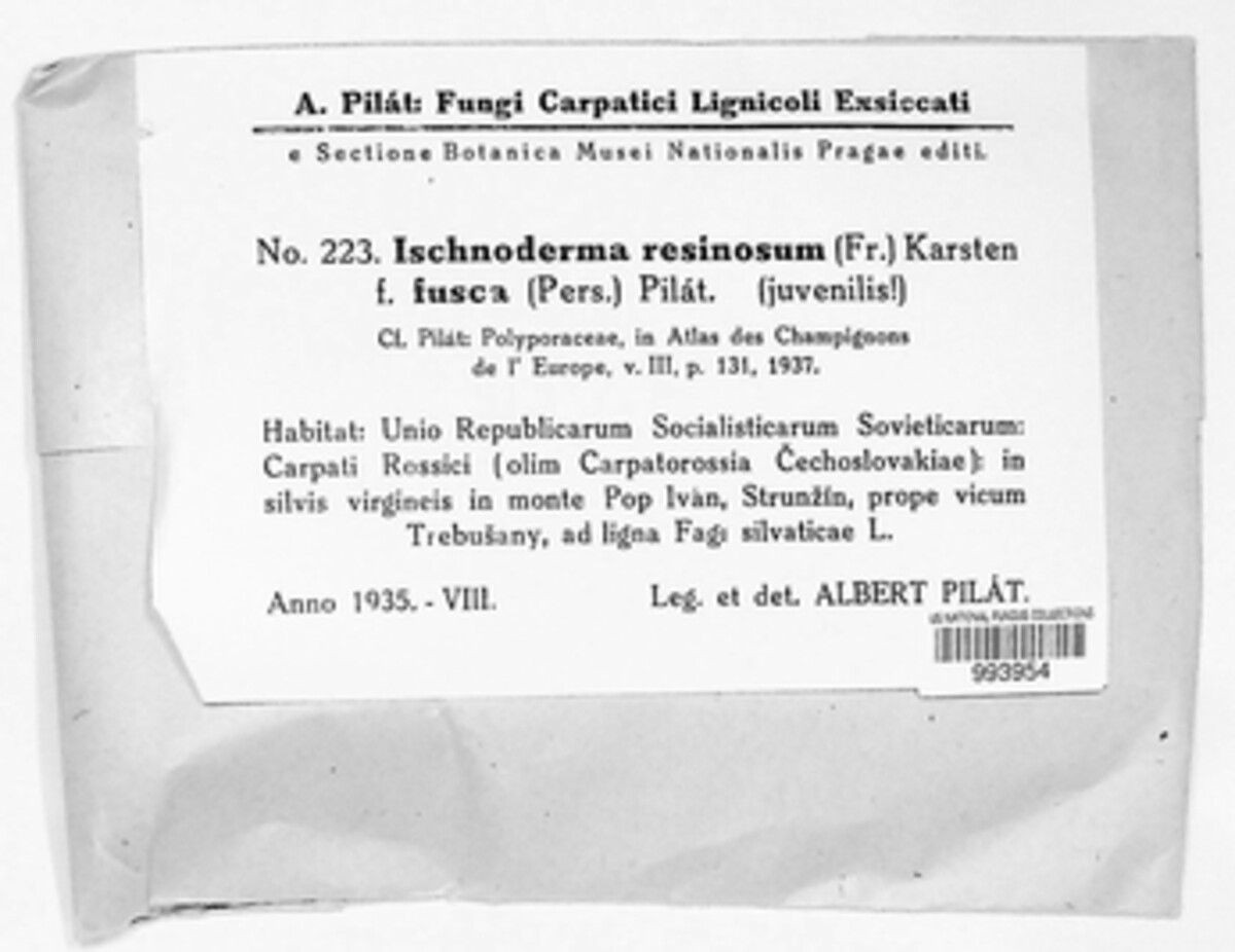 Ischnoderma resinosum image